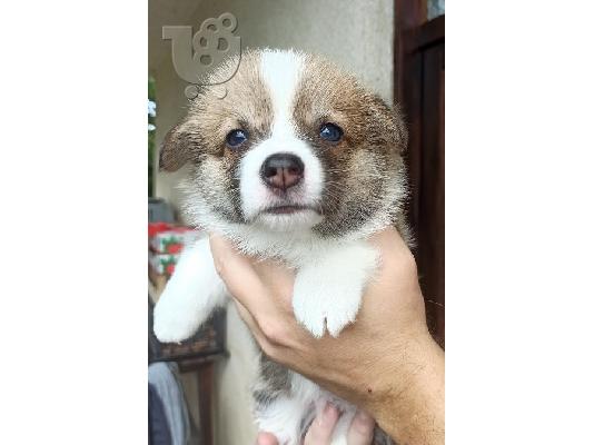 PoulaTo: Corgi Welsh Pembroke